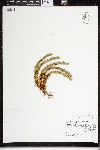 Huperzia selago image