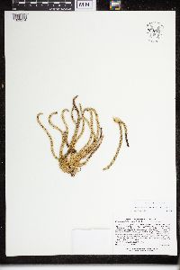 Huperzia appressa image