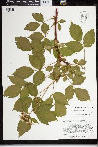 Rubus acridens image