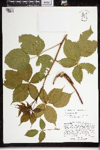 Rubus acridens image
