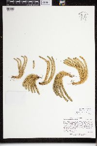 Huperzia appressa image