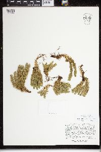 Huperzia selago image