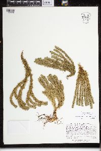 Huperzia selago image