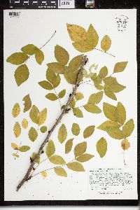 Zanthoxylum americanum image