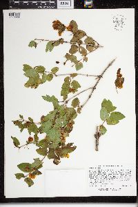 Lonicera x bella image