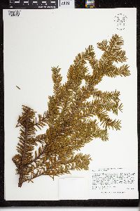 Taxus canadensis image