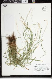 Poa saltuensis subsp. saltuensis image
