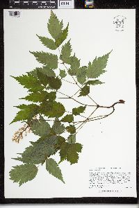 Actaea pachypoda image