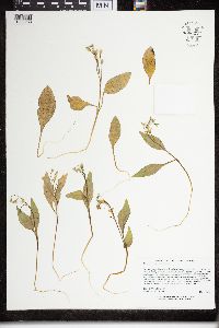 Claytonia caroliniana image