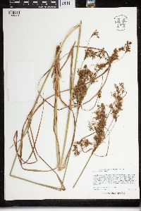 Scirpus atrocinctus image