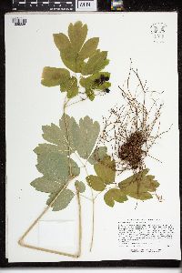 Caulophyllum thalictroides image