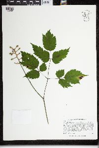 Actaea pachypoda image