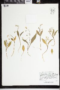 Claytonia caroliniana image