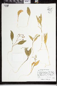 Claytonia caroliniana image