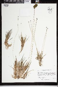Eriocaulon aquaticum image