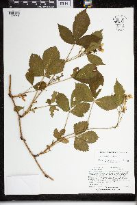 Rubus wheeleri image