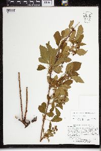Rubus uniformis image