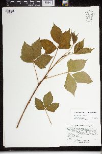 Rubus uniformis image