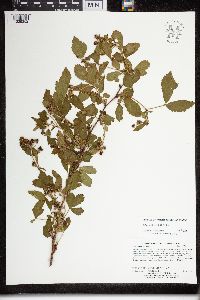 Rubus uniformis image
