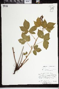 Rubus uniformis image
