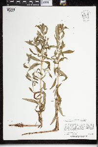 Lysimachia terrestris image