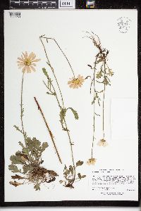 Leucanthemum vulgare image