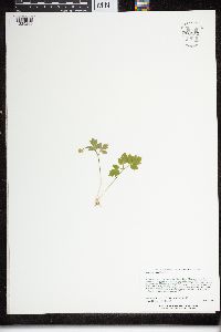 Adoxa moschatellina image