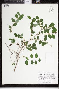 Symphoricarpos albus image