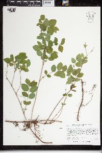 Symphoricarpos albus image