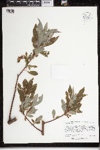 Image Associated With the Occurrence