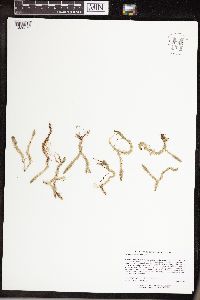 Lycopodiella inundata image