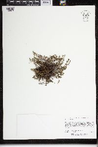 Cheilanthes feei image