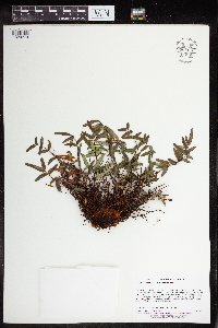 Pellaea glabella subsp. glabella image