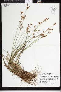 Juncus brevicaudatus image