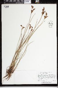 Juncus brevicaudatus image