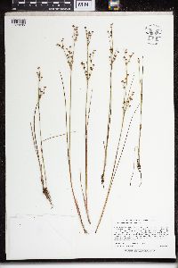Juncus alpinoarticulatus image