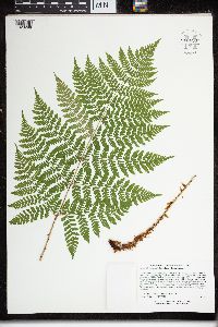 Dryopteris expansa image