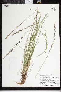 Lolium perenne image