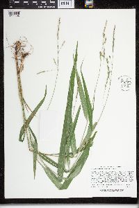 Media resource of Patis racemosa