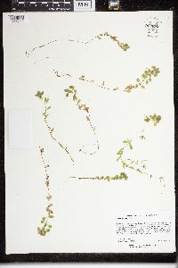 Callitriche palustris image