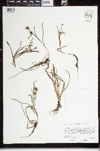 Sparganium natans image