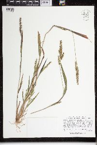 Echinochloa muricata image