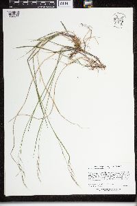 Schizachne purpurascens image