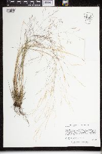 Agrostis scabra image