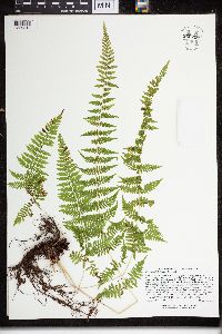 Cystopteris bulbifera image