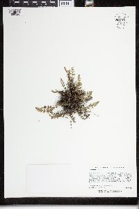 Cheilanthes feei image