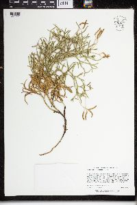 Diphasiastrum complanatum image