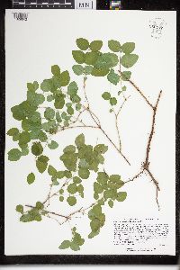 Symphoricarpos albus image