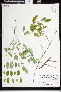 Symphoricarpos albus image