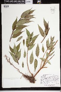 Salix lucida image
